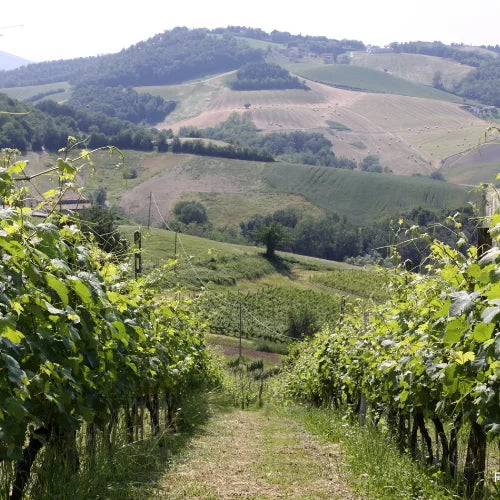 La Bandina - VIP Experience Tasting Emilia Romagna La Bandina