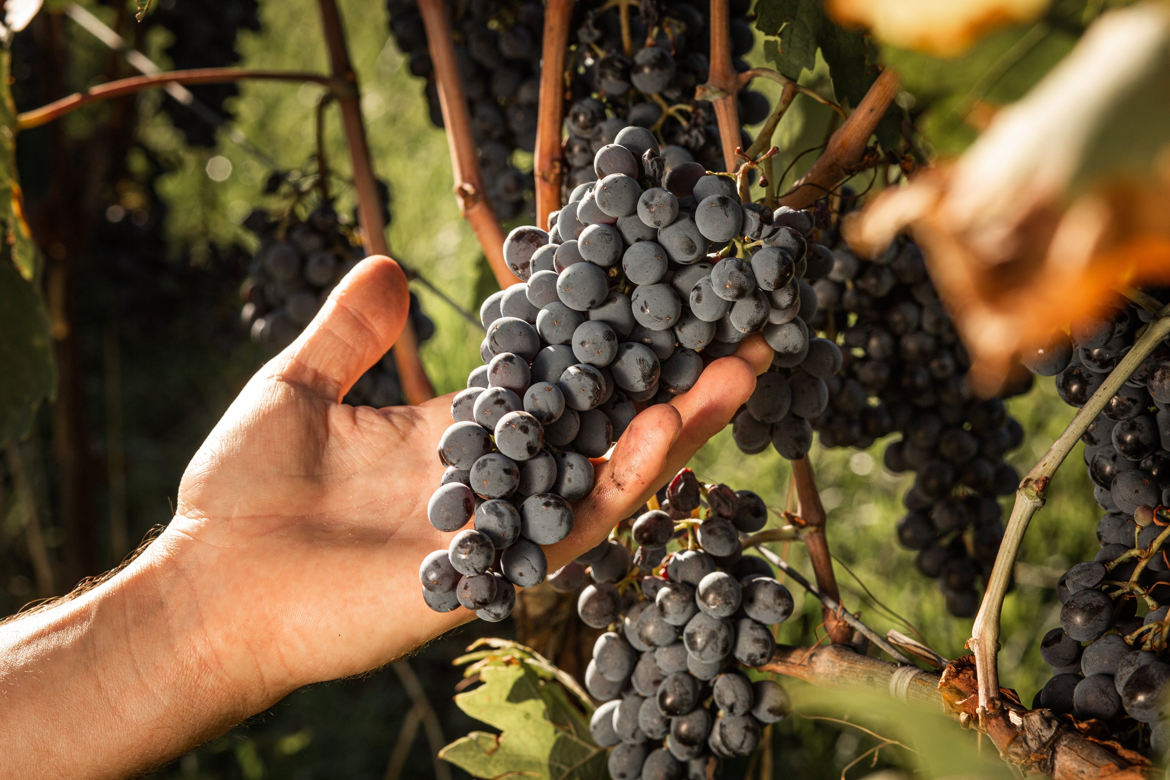 Le Filigare - Degustazione di 4 Vini Toscana Le Filigare
