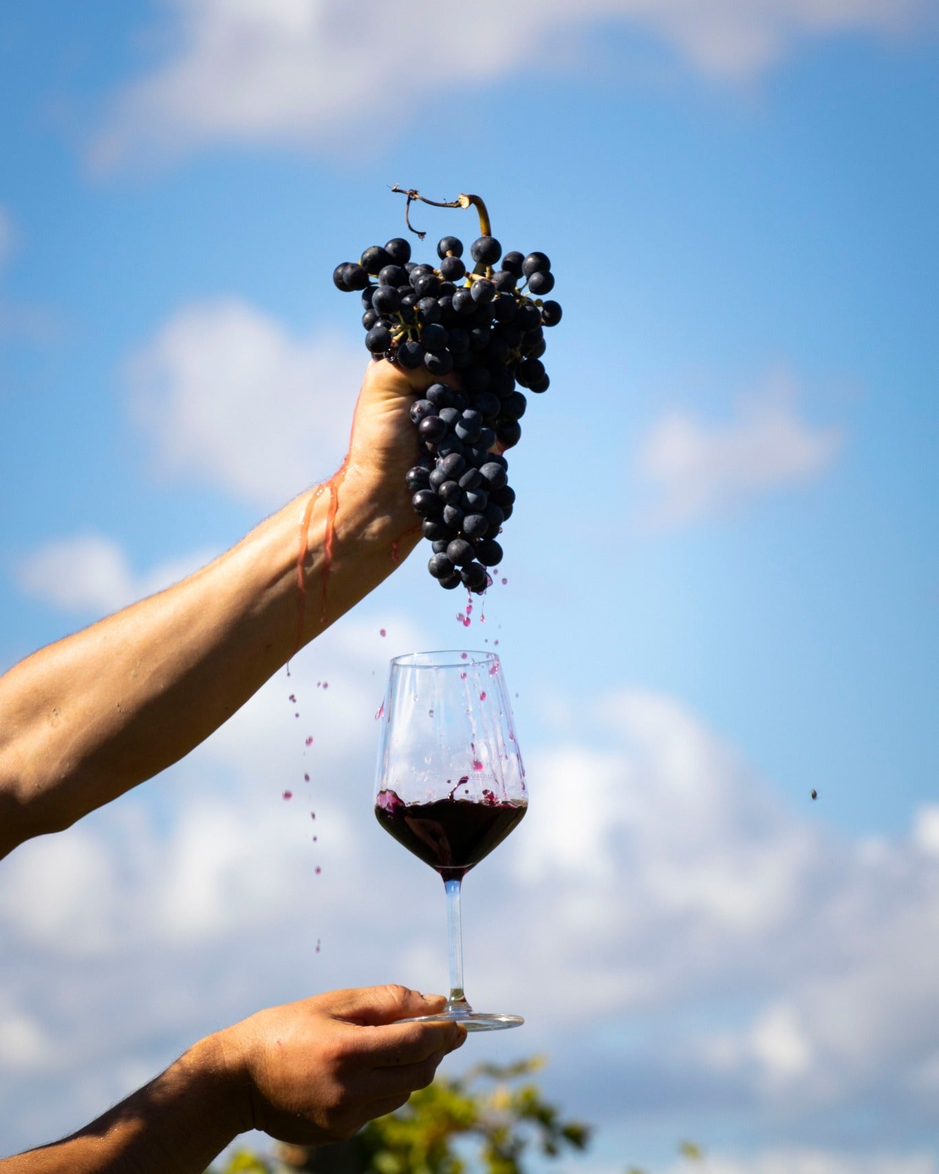 Tenuta San Marcello - “Tanta voglia di conoscere” Marche Tenuta San Marcello