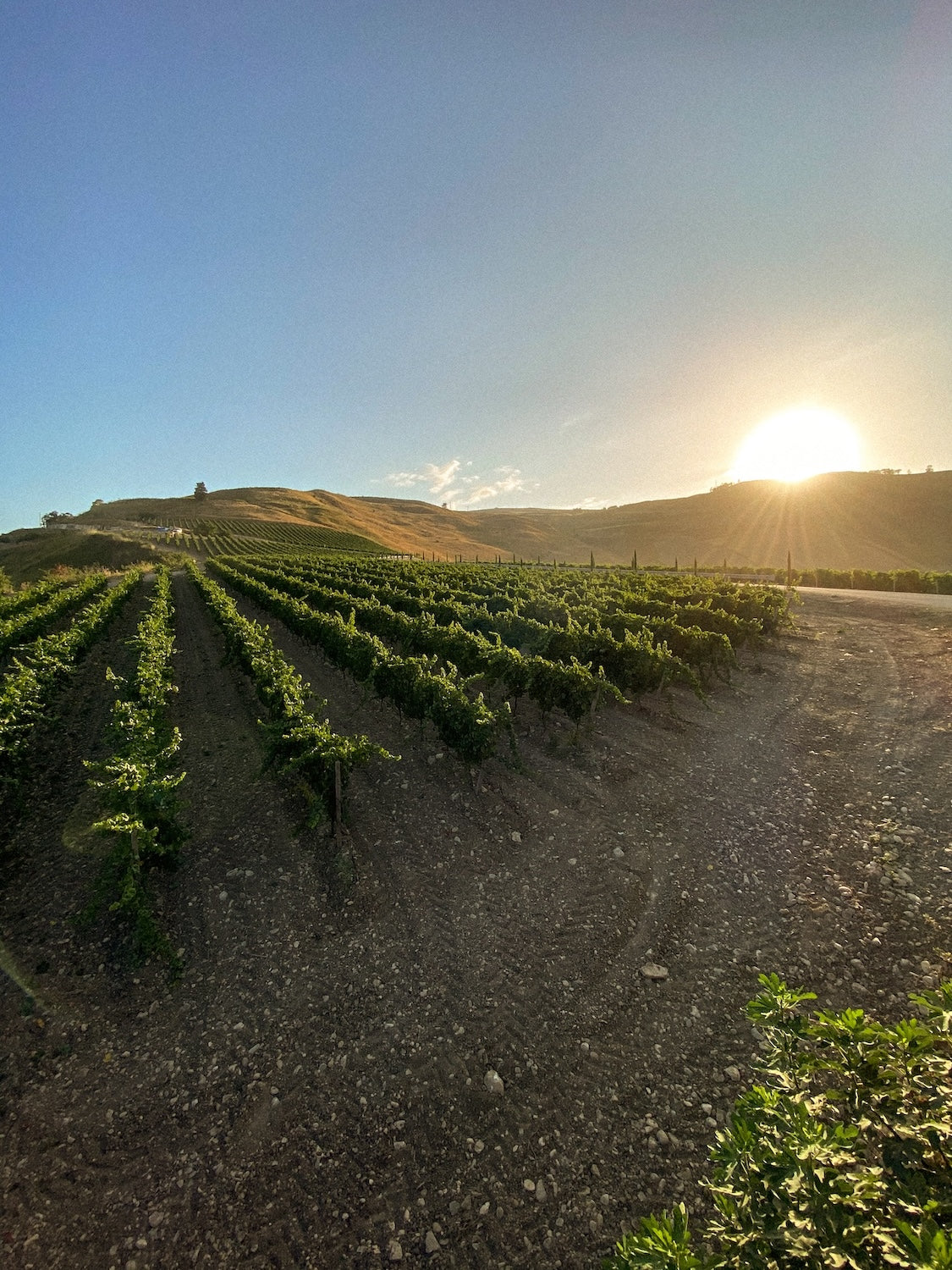 Tonnino - Selezionati in vigna Sicilia Tonnino