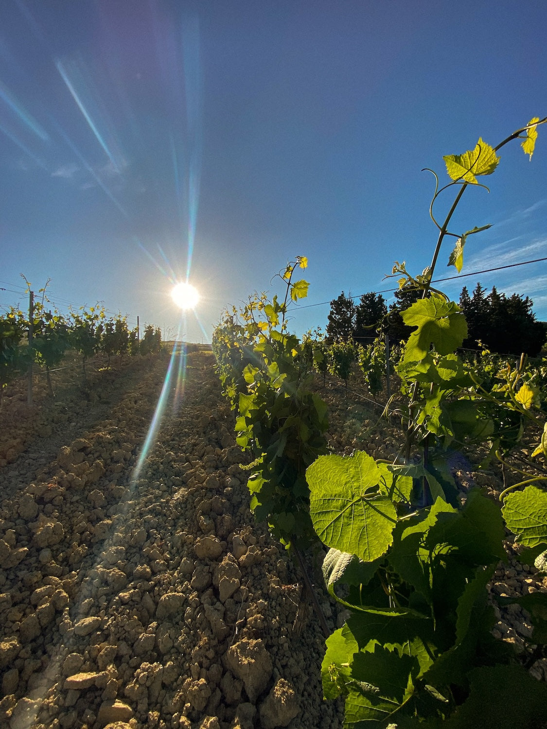 Tonnino - Selezionati in vigna Sicilia Tonnino