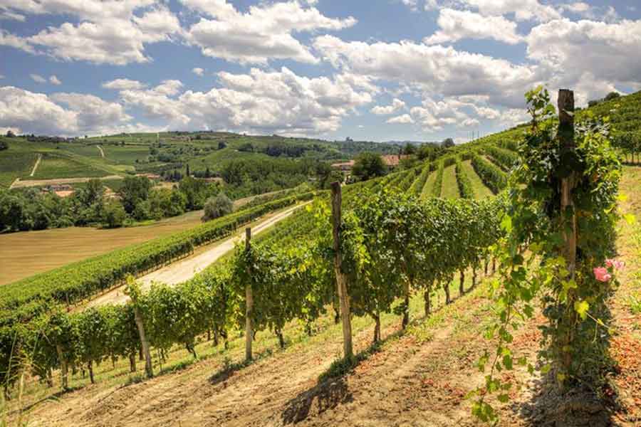 Soggiorno & Degustazione in Wine Resort - Veneto Veneto Veneto
