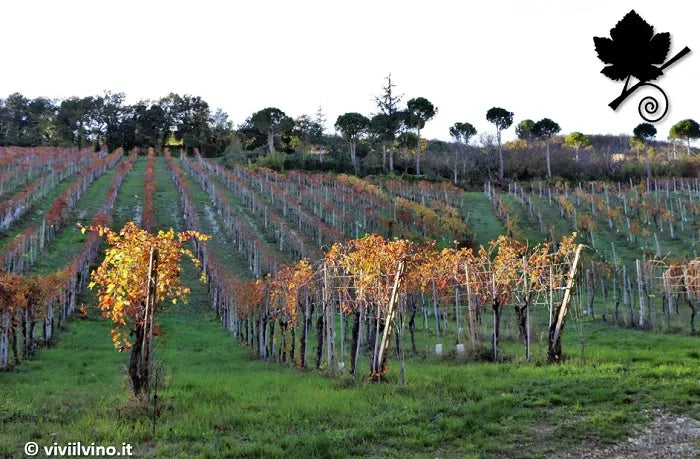 Terre di Serrapetrona - Vernaccia Nera di Serrapetrona Experience Marche Terre di Serrapetrona