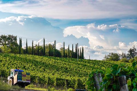 Cantina Roccapesta - Degustazione & Visita Toscana Cantina Roccapesta