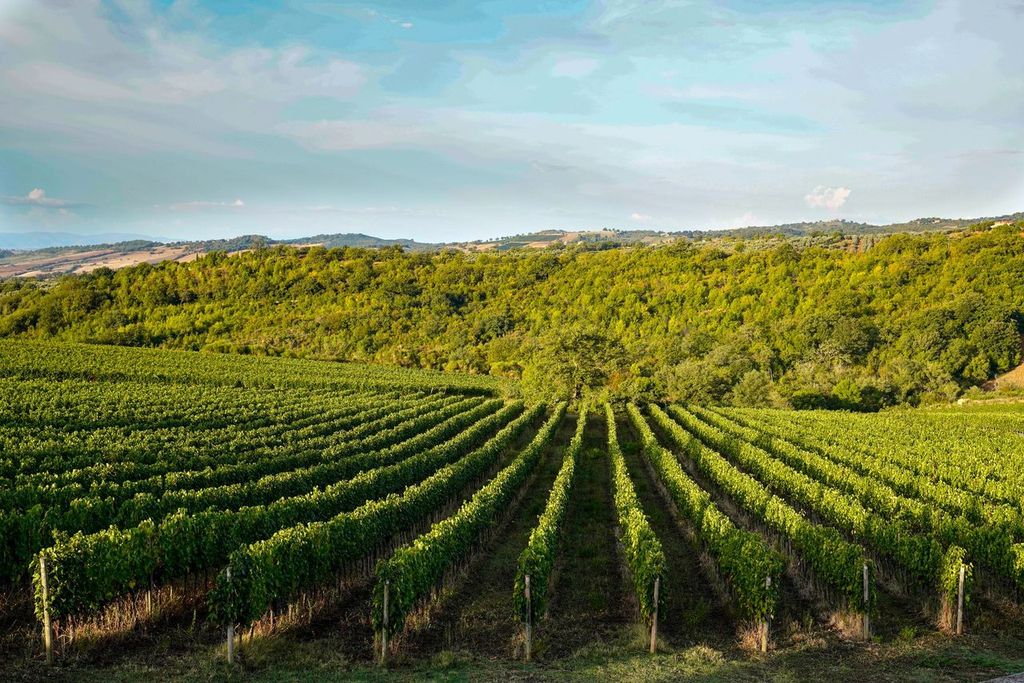 Cantina Roccapesta - Degustazione & Visita Toscana Cantina Roccapesta
