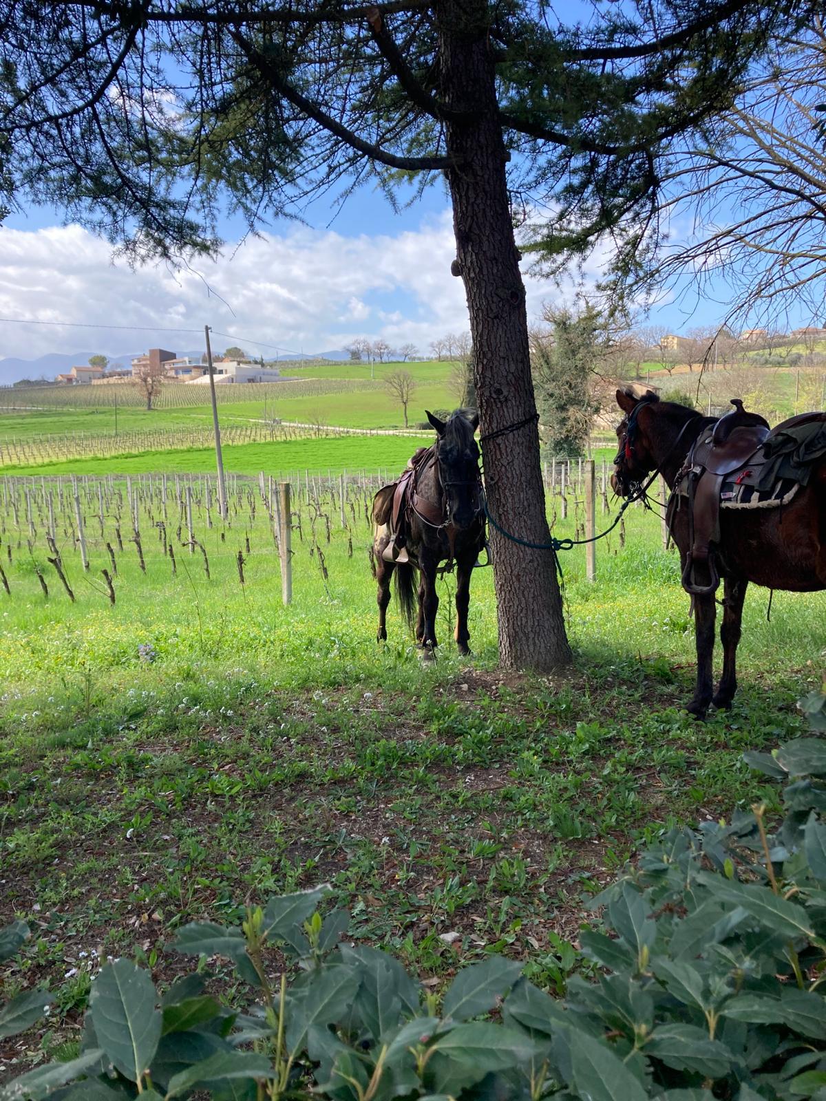 Cantina Napolini - Degustazione Classica Umbria Cantina Napolini