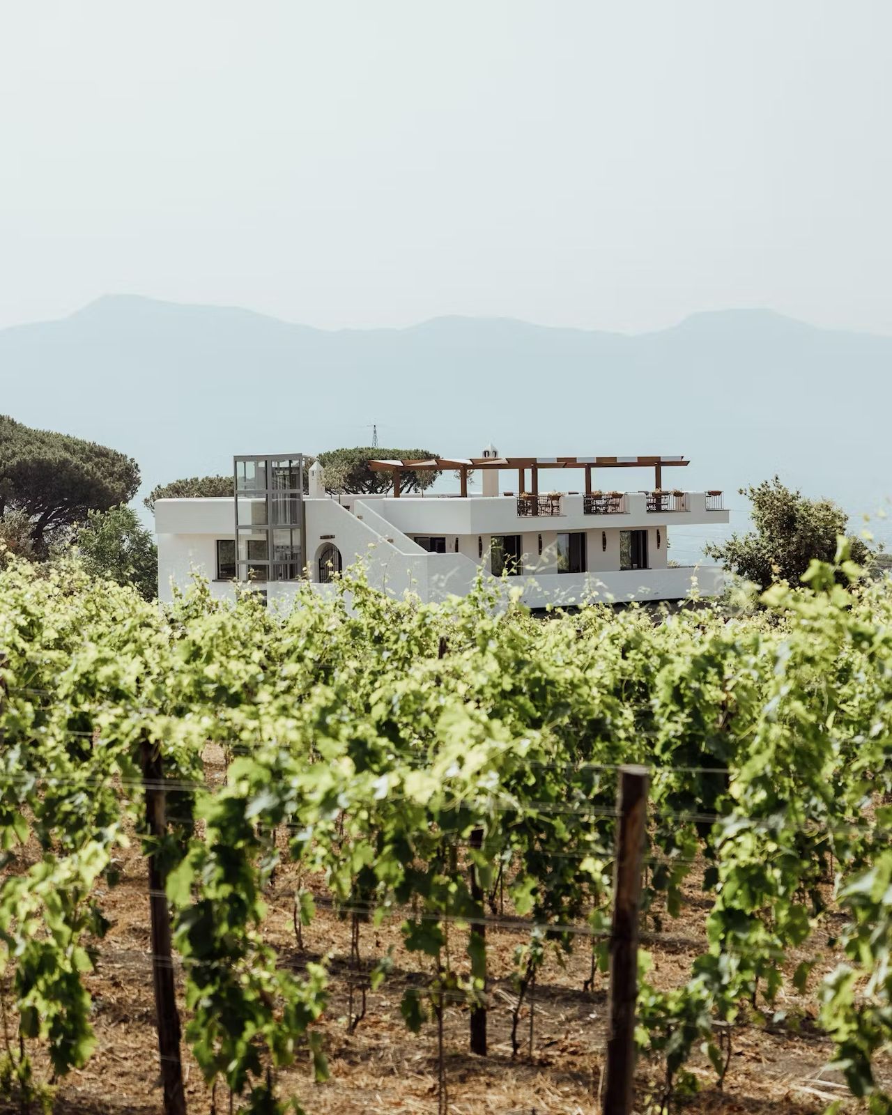 Cantina del Vesuvio - Degustazione 5 vini con Pranzo Campania Cantina del Vesuvio