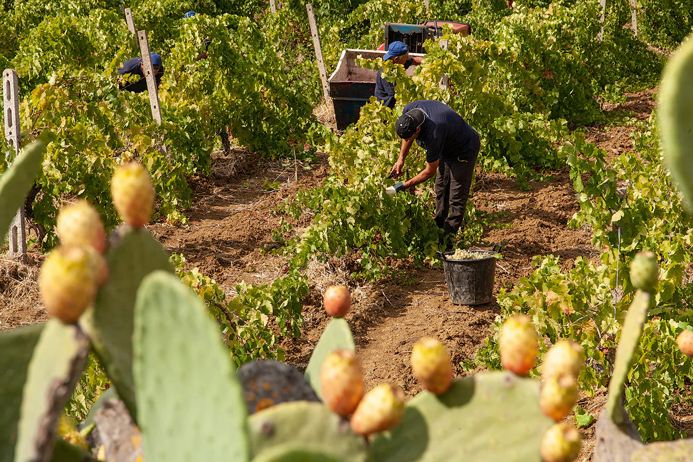Az.Vitivinicola Tola - Degustazione premium Sicilia Az.Vitivinicola Tola