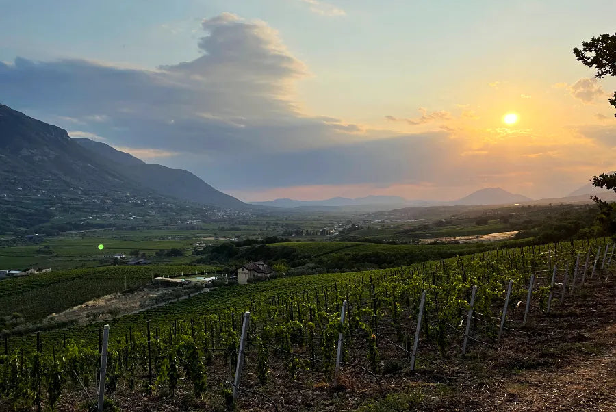Pietreionne - Soggiorno & Degustazione Campania Pietreionne