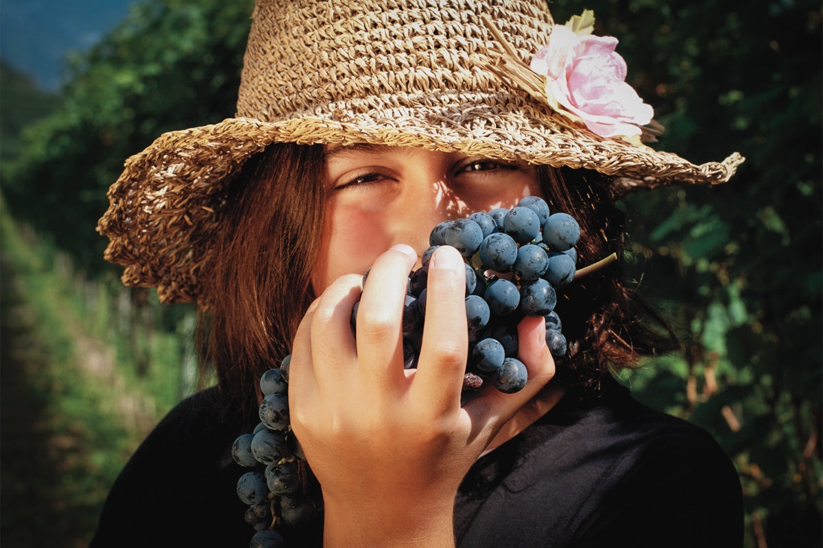 Letrari - Degustazione 3 vini "Filosofia Letrari" Trentino Alto Adige Letrari