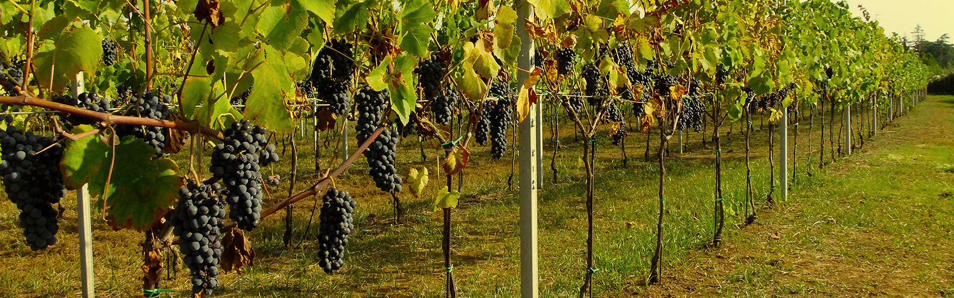 Agricola D'ausilio - Alla scoperta della Costa D'ulisse Lazio Agricola D'ausilio