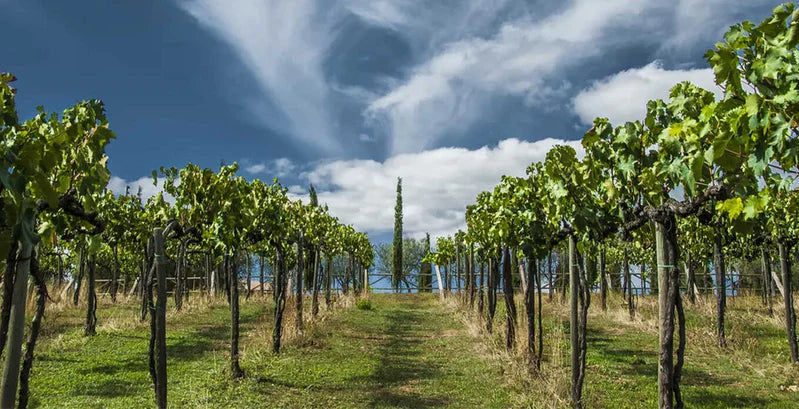 Cantina Roccapesta - Degustazione & Visita Toscana Cantina Roccapesta