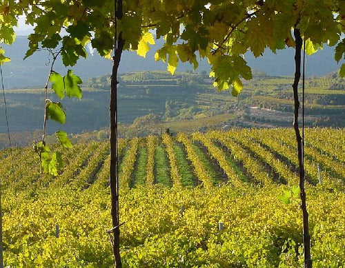 Azienda Agricola Casarotto - Degustazione Base Veneto Azienda Agricola Casarotto