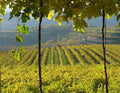 Azienda Agricola Casarotto - Degustazione Media Veneto Azienda Agricola Casarotto
