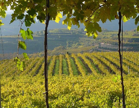 Azienda Agricola Casarotto - Degustazione Media Veneto Azienda Agricola Casarotto