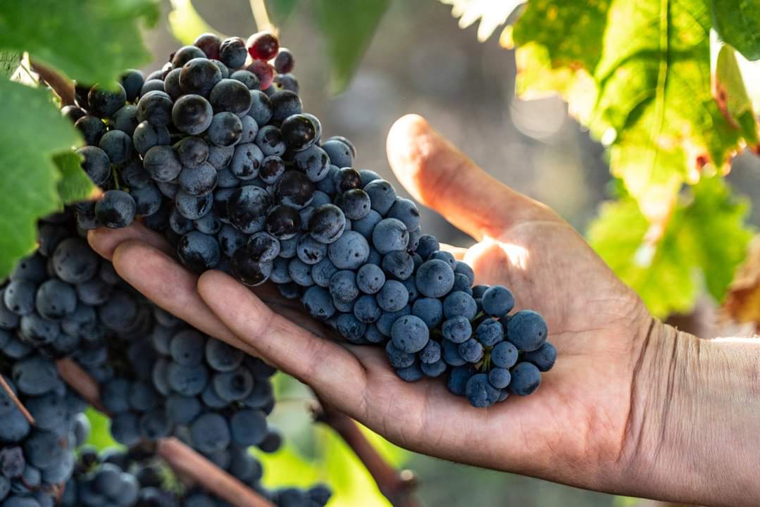 De Quarto - Ars vinifera Puglia De Quarto