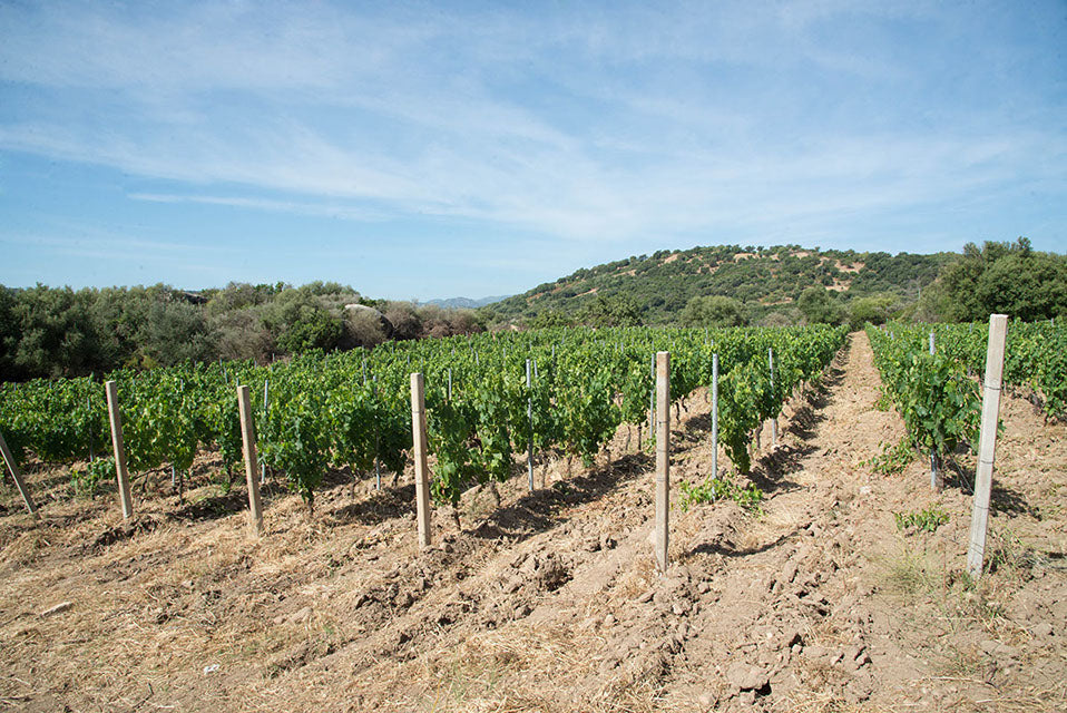 Tenute Gebelias - Degustazione e Visita Sardegna Tenute Gebelias