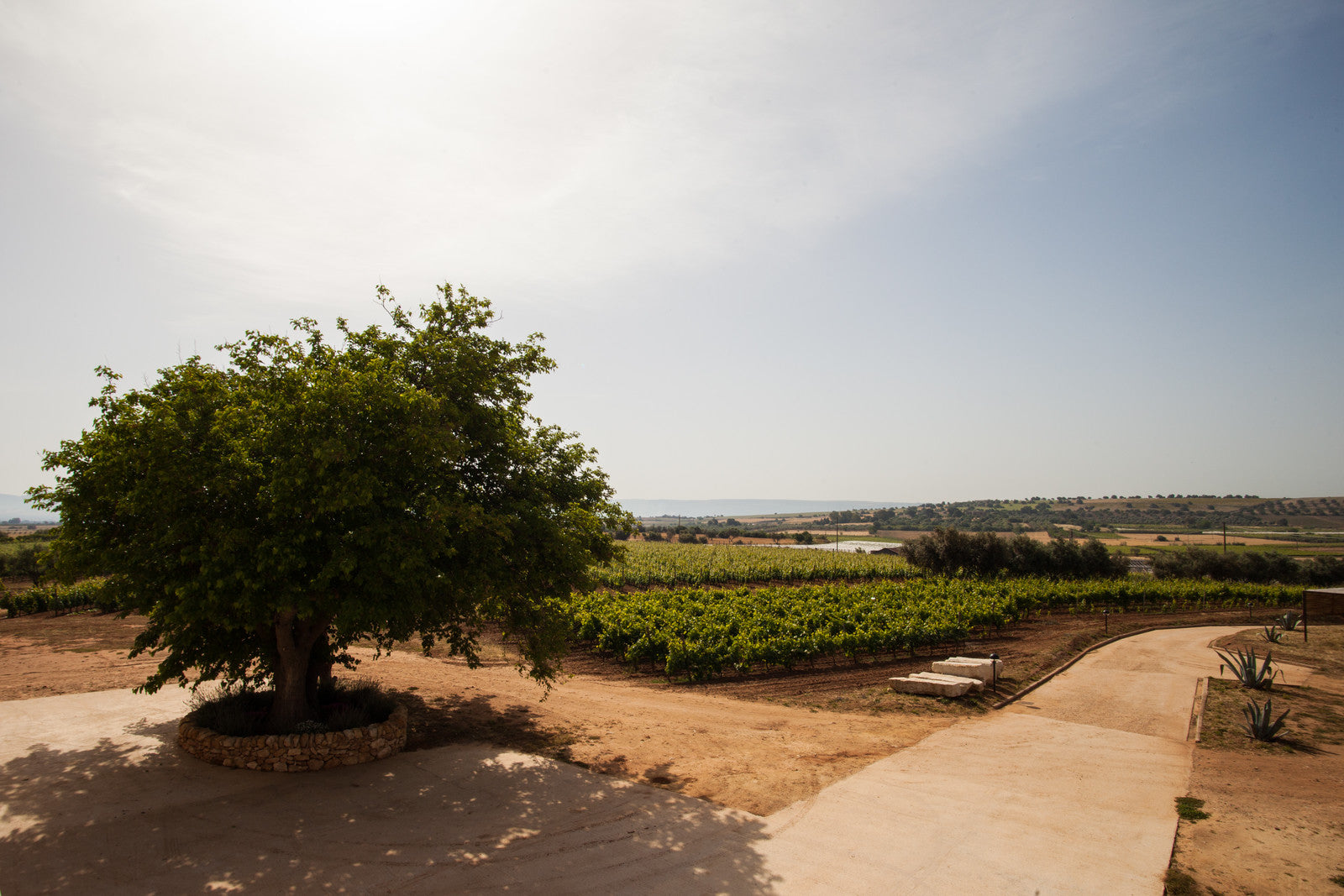 Santa Tresa - Passeggiata tra i filari Sicilia Santa Tresa
