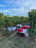 Terre del Veio - Degustazione 5 calici Lazio Terre del Veio