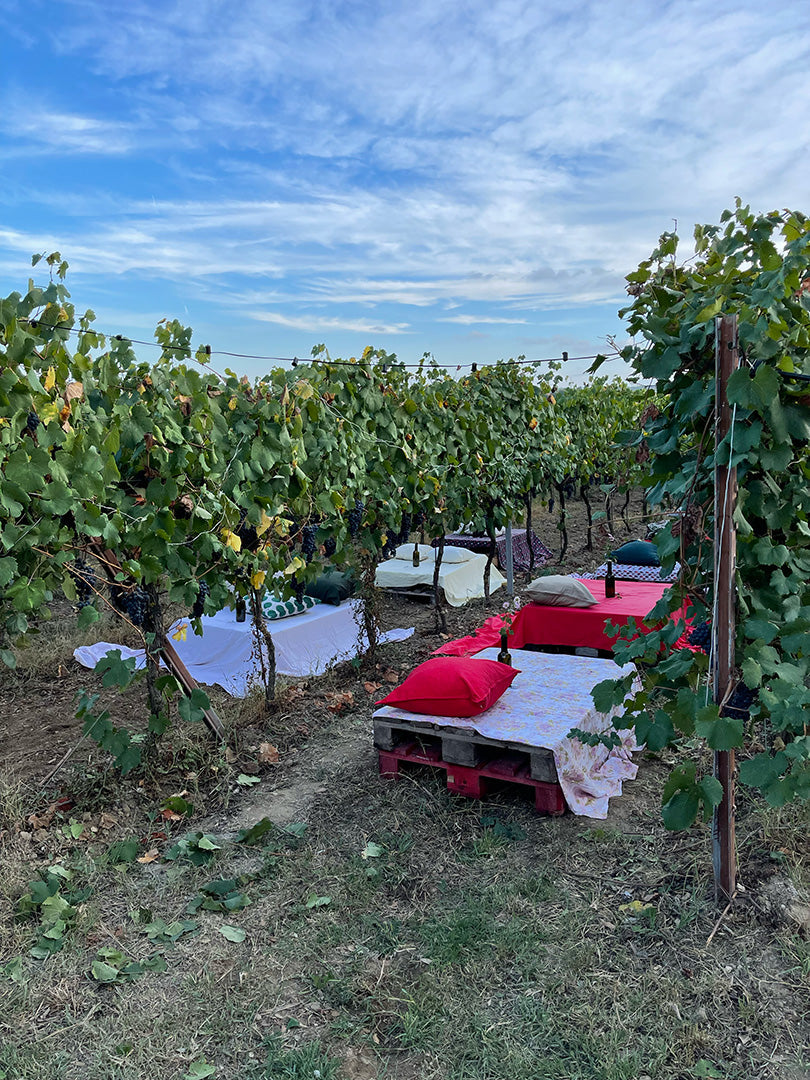 Terre del Veio - Degustazione 5 calici Lazio Terre del Veio