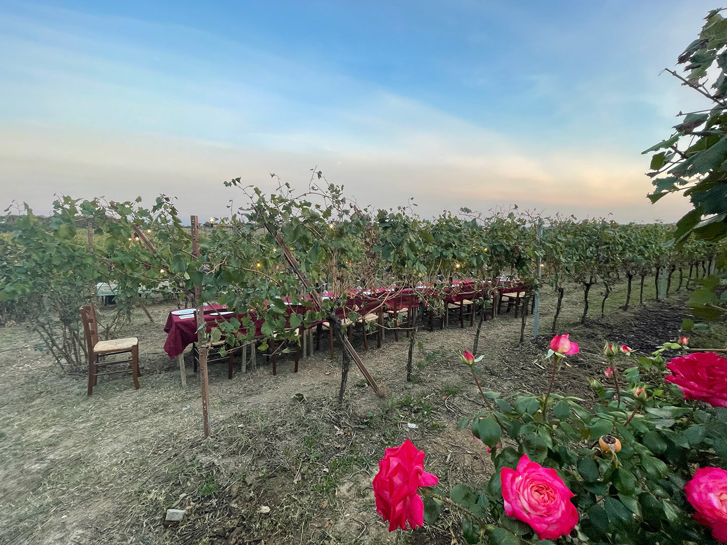 Terre del Veio - Degustazione 5 calici Lazio Terre del Veio