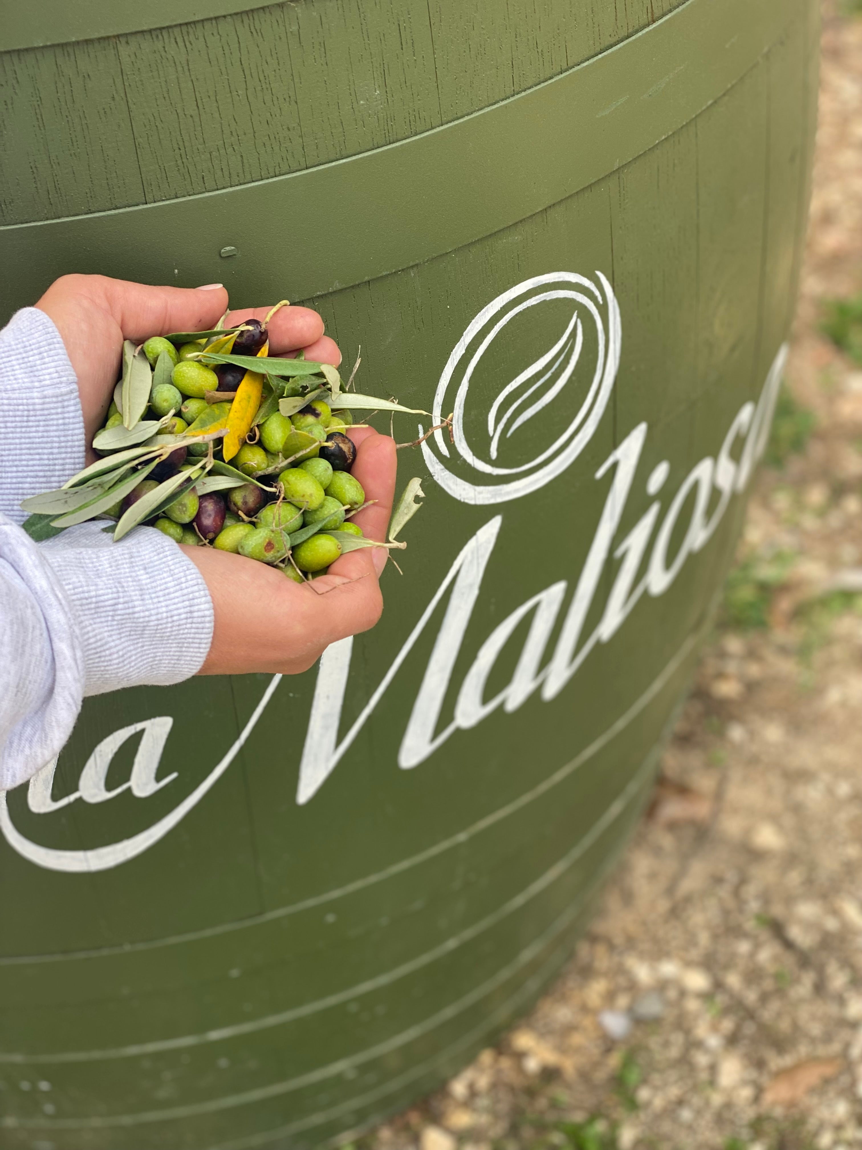 Fattoria La Maliosa - Degustazione e visita della Fattoria Toscana Fattoria La Maliosa