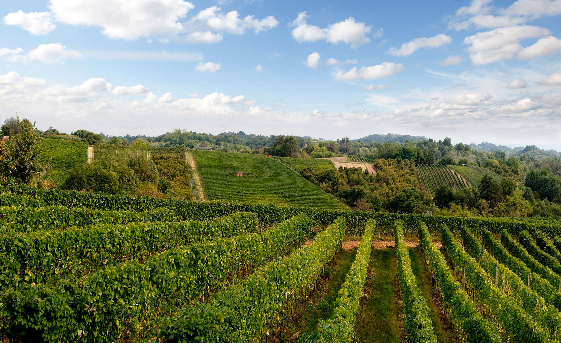 Cantina Pelassa - Degustazione Piemonte Terenzi Wines