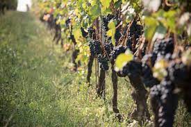 Massimo Rivetti - Degustazione 5 vini Piemonte Massimo Rivetti