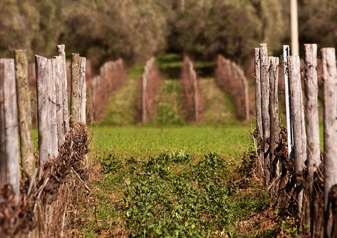 Tenuta Il Ponte - Pic nic tra gli ulivi Toscana Tenuta Il Ponte