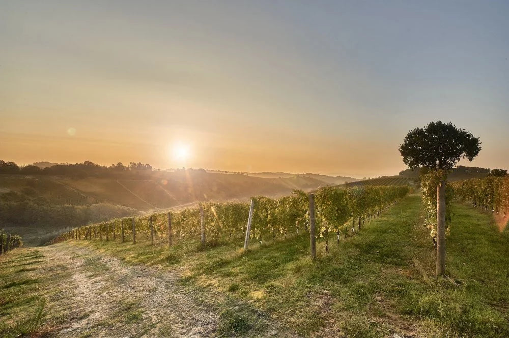 Scarpa Winery - Le Langhe secondo Scarpa Piemonte Scarpa