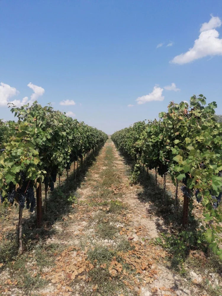 De Quarto - Ars vinifera Puglia De Quarto