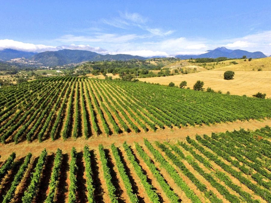 Tenuta Pacelli - Pranzo in vigna & Degustazione Calabria Tenuta Pacelli