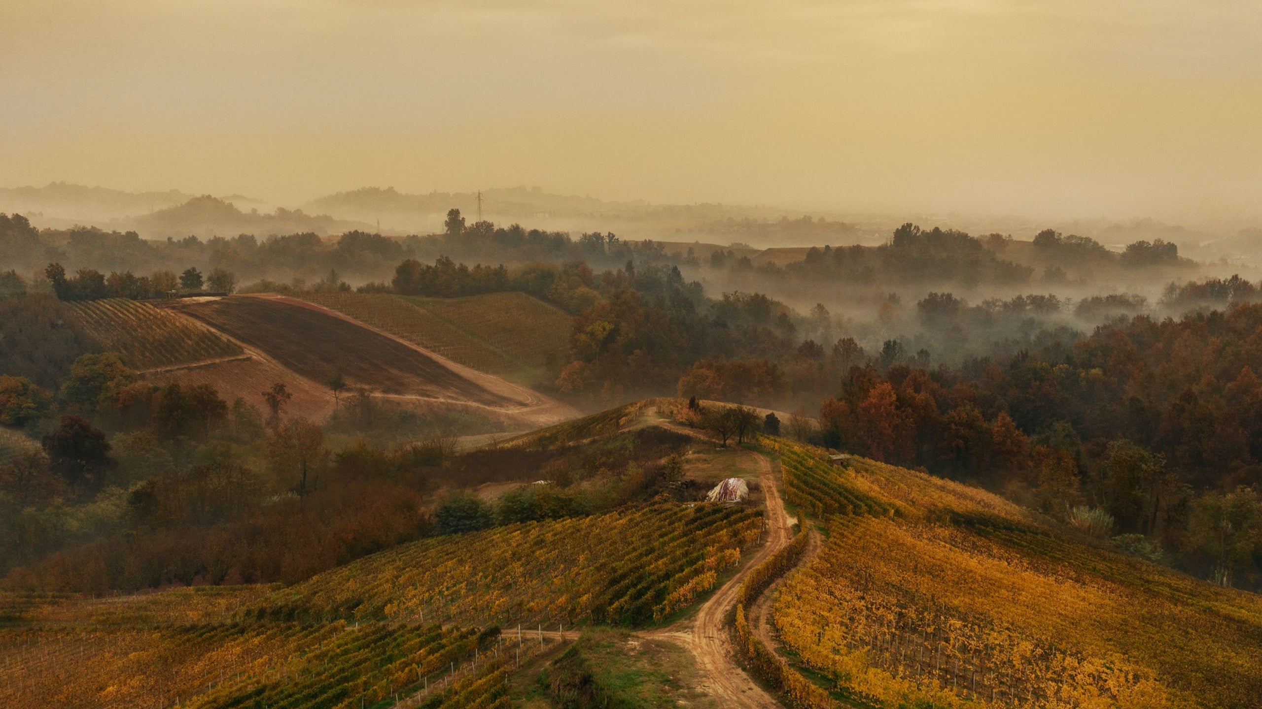 Cantina Pelassa - Degustazione Piemonte Terenzi Wines