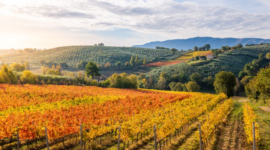 Soggiorno & Degustazione in Wine Resort - Umbria Umbria Umbria