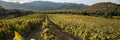 Colline del vento - Passeggiata tra i filari con aperitivo Sardegna Colline del vento