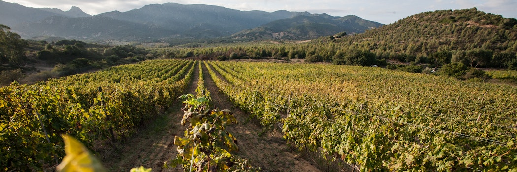 Colline del vento - Passeggiata tra i filari con aperitivo Sardegna Colline del vento