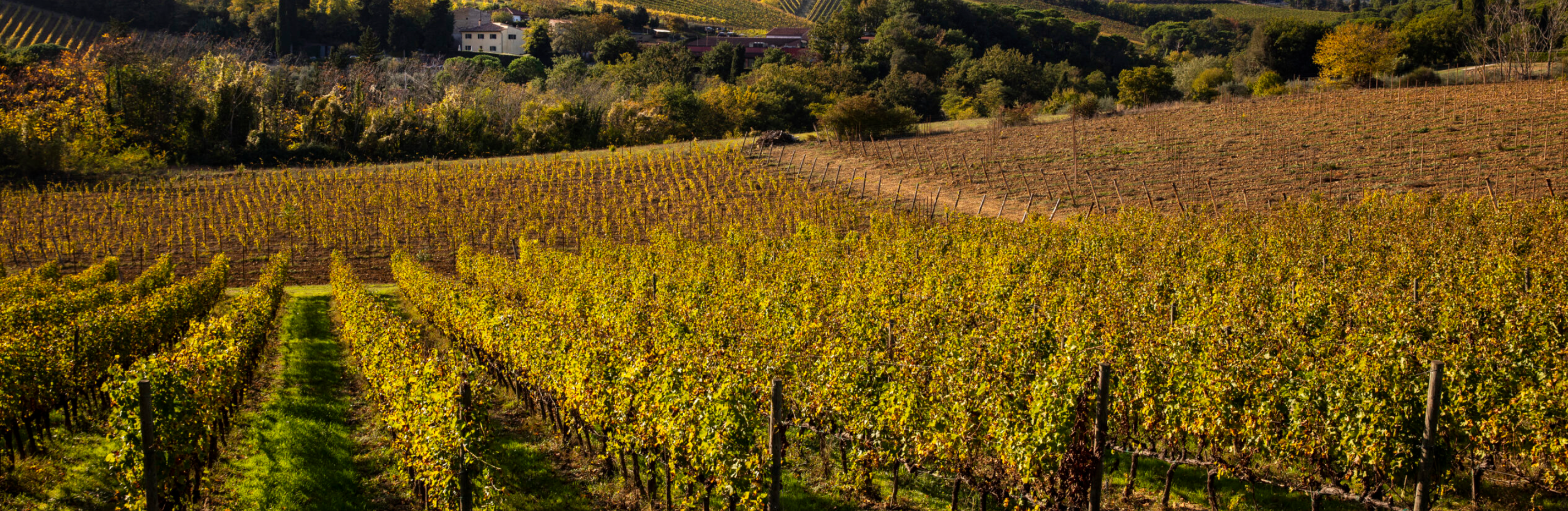 Il Palagetto - Light Lunch “Tosca” Toscana Az.agr Palagetto