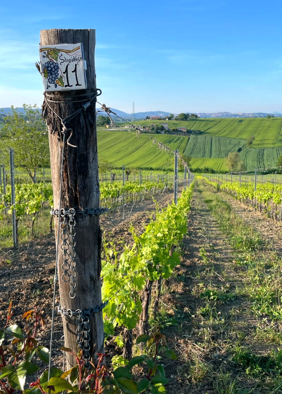 Tenuta dei Mori - Soggiorno 2 notti con Piscina Privata & Degustazione - "Olivo" Umbria Tenuta dei Mori