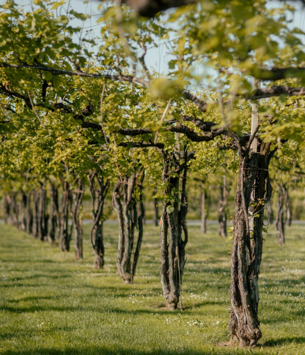 Cà di Rajo - Bollicine Wine Tour Veneto Cà di Rajo