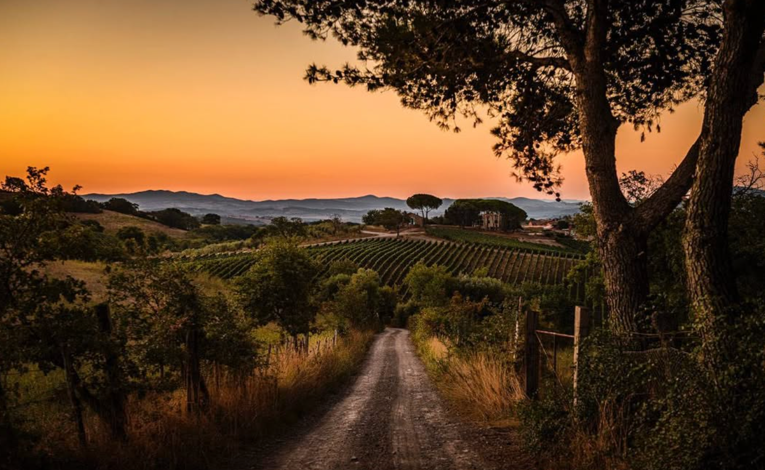 Il Quinto - Light Tasting Toscana Il Quinto