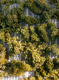 Cà di Rajo - Bollicine Wine Tour Veneto Cà di Rajo
