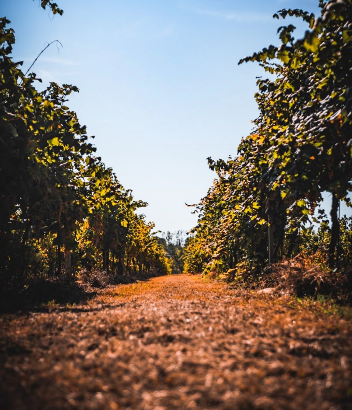 Merlotta - Wine tour e degustazione verticali annate storiche Emilia Romagna Merlotta