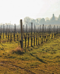 Merlotta - Wine tour e degustazione verticali annate storiche Emilia Romagna Merlotta