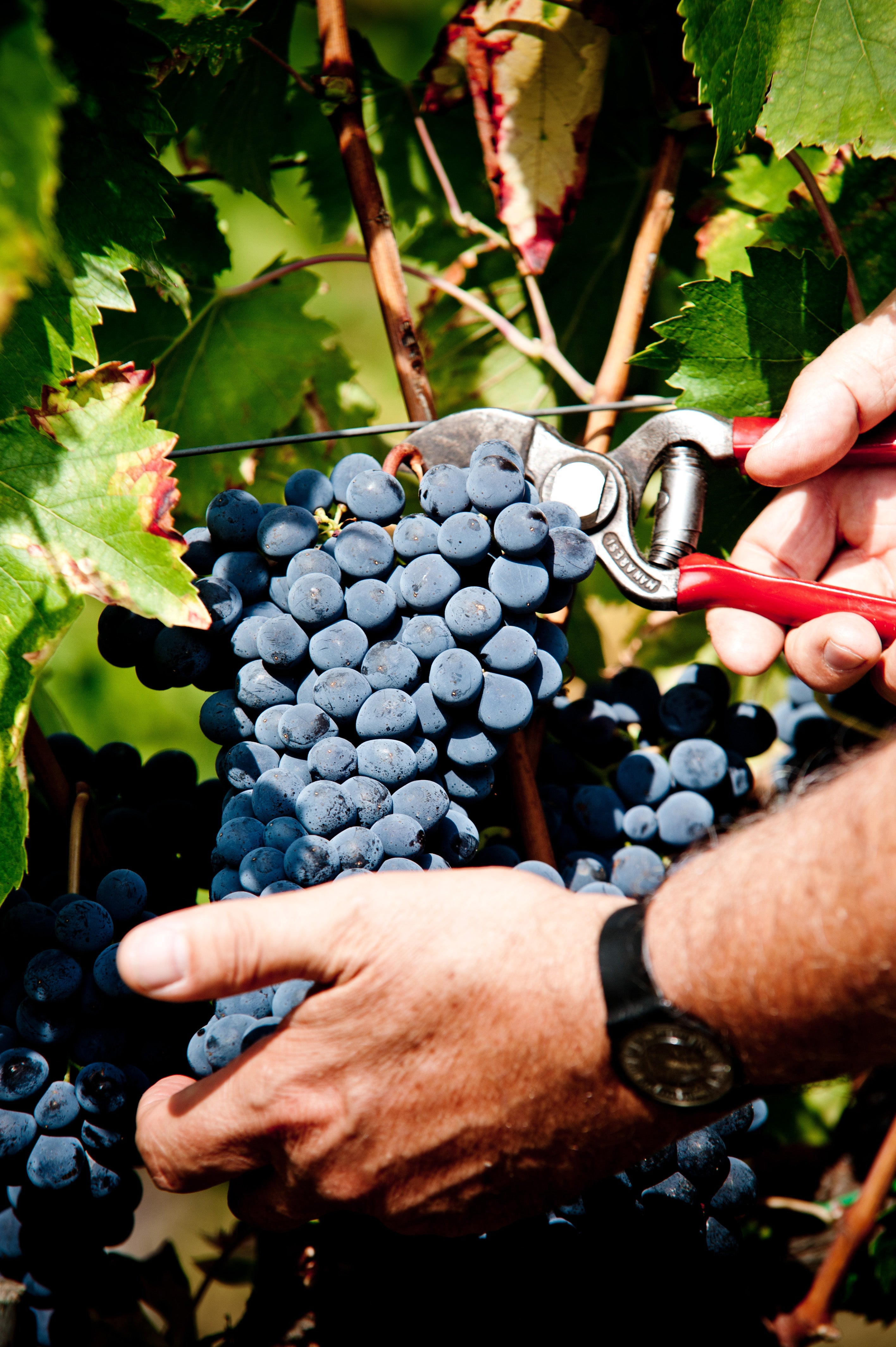 Tenuta Bossi - Le Cinque Sfu mature di Rossi Toscana Tenuta Bossi