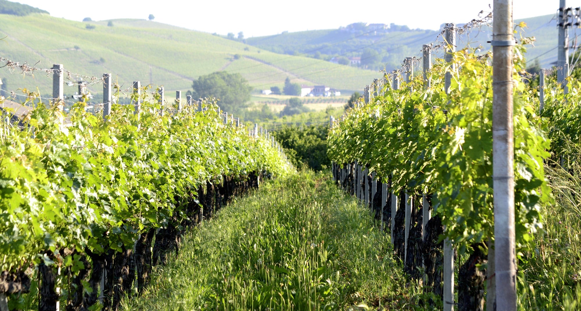 Massimo Rivetti - Degustazione 5 vini Piemonte Massimo Rivetti