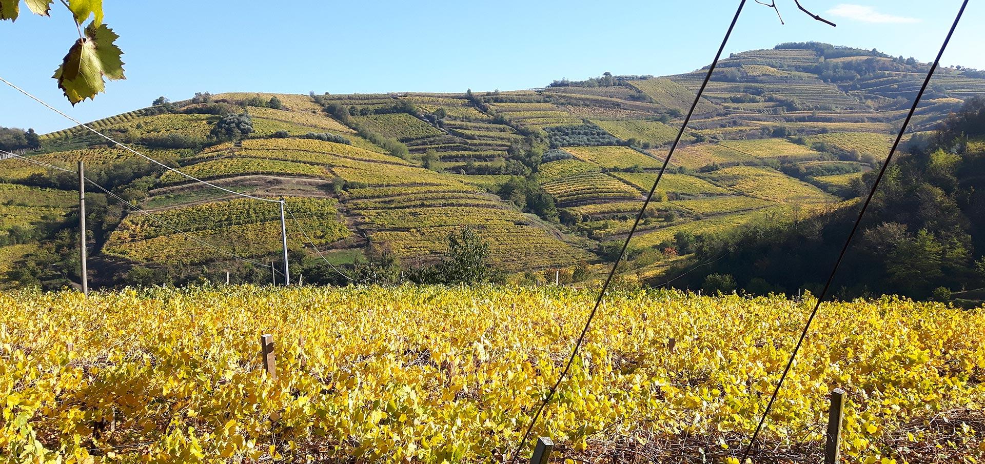 Azienda Agricola Casarotto - Degustazione Top Veneto Azienda Agricola Casarotto