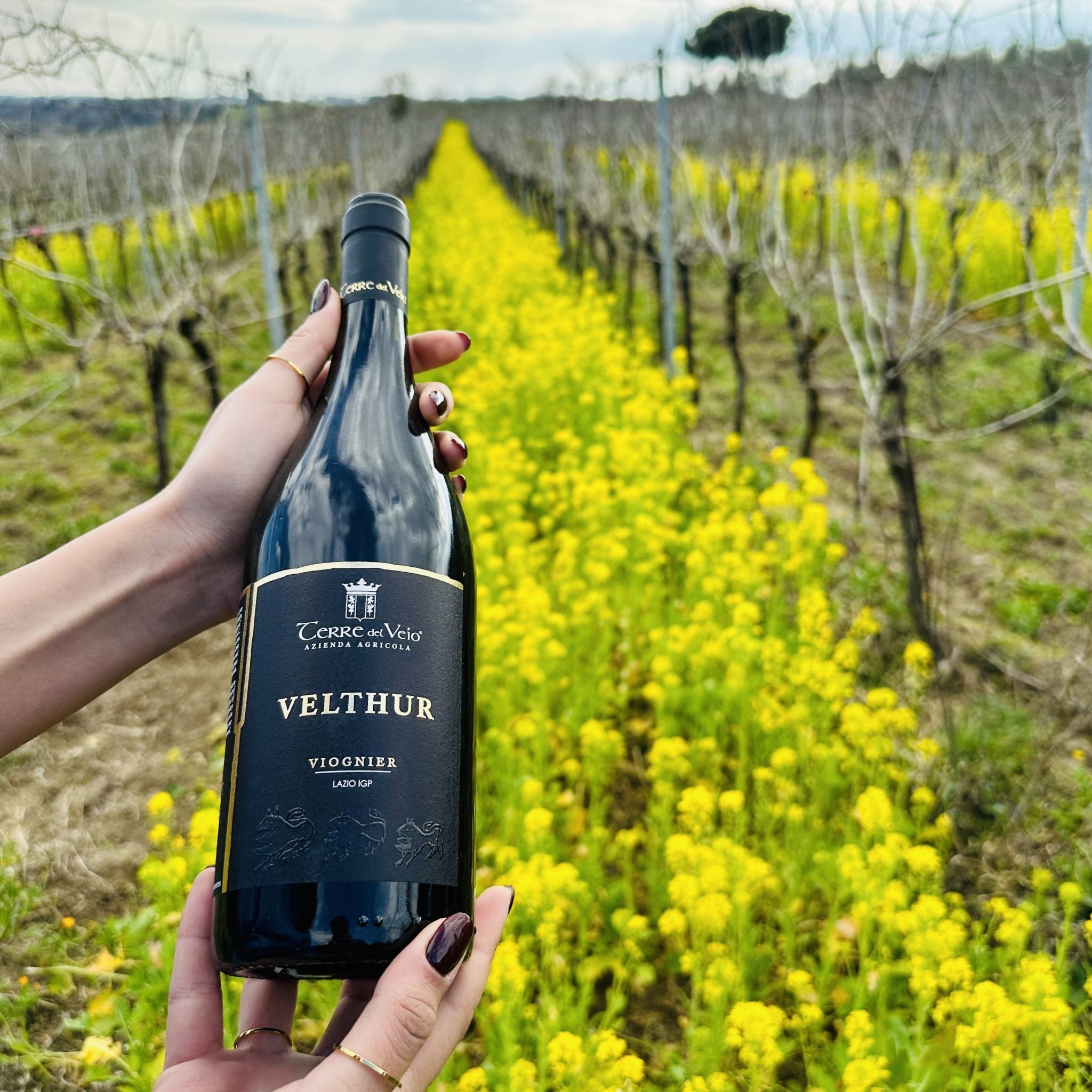 Terre del Veio - Degustazione 5 calici Lazio Terre del Veio