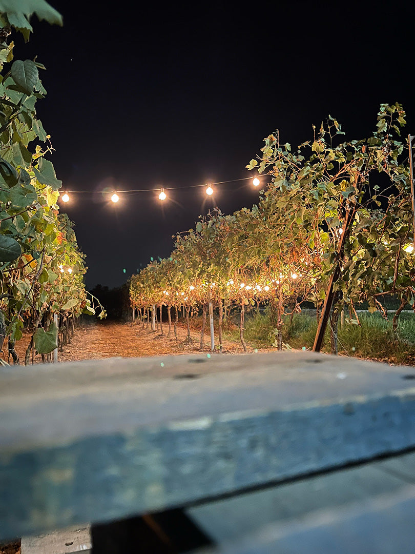 Terre del Veio - Degustazione 5 calici Lazio Terre del Veio