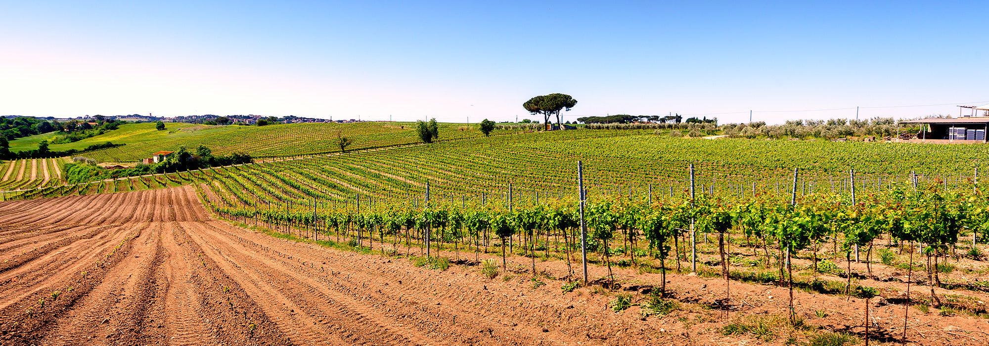 Terre del Veio - Degustazione 5 calici Lazio Terre del Veio