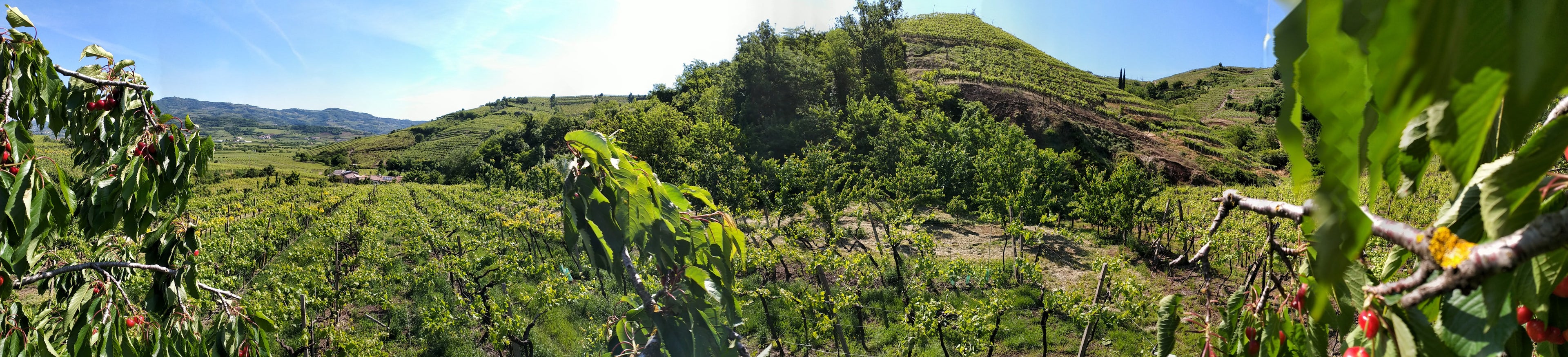 Azienda Agricola Casarotto - Degustazione Base Veneto Azienda Agricola Casarotto